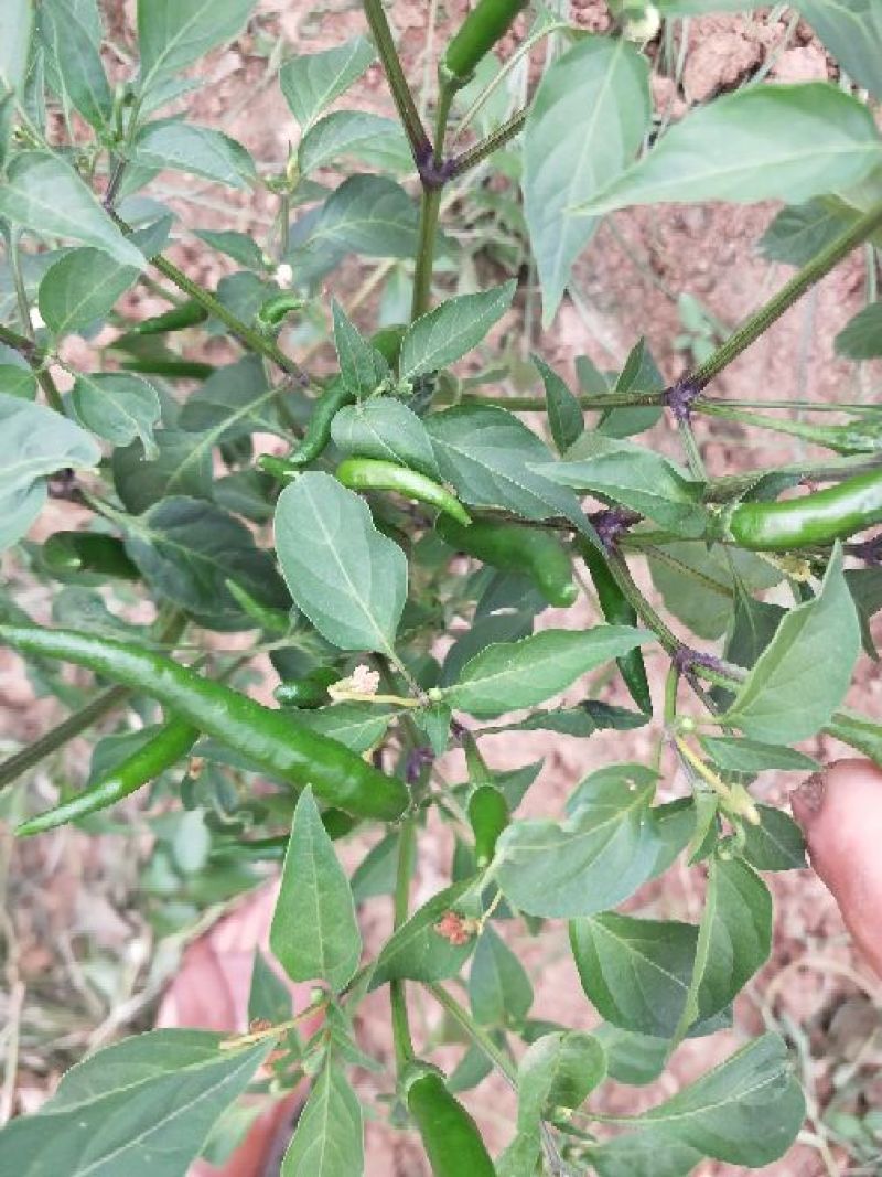 小米椒快上市