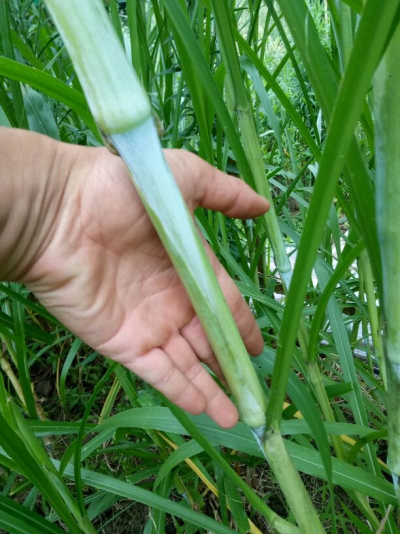 甜像草种苗