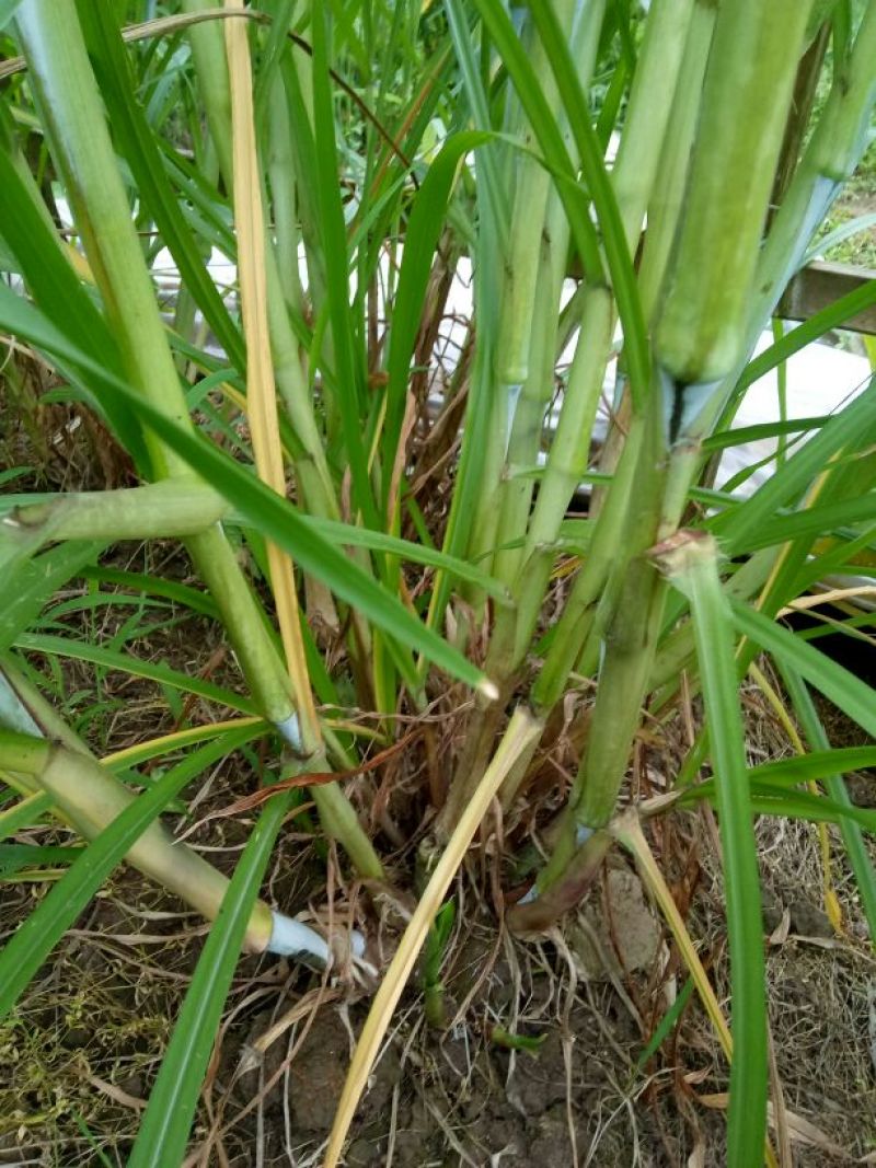 甜像草种苗