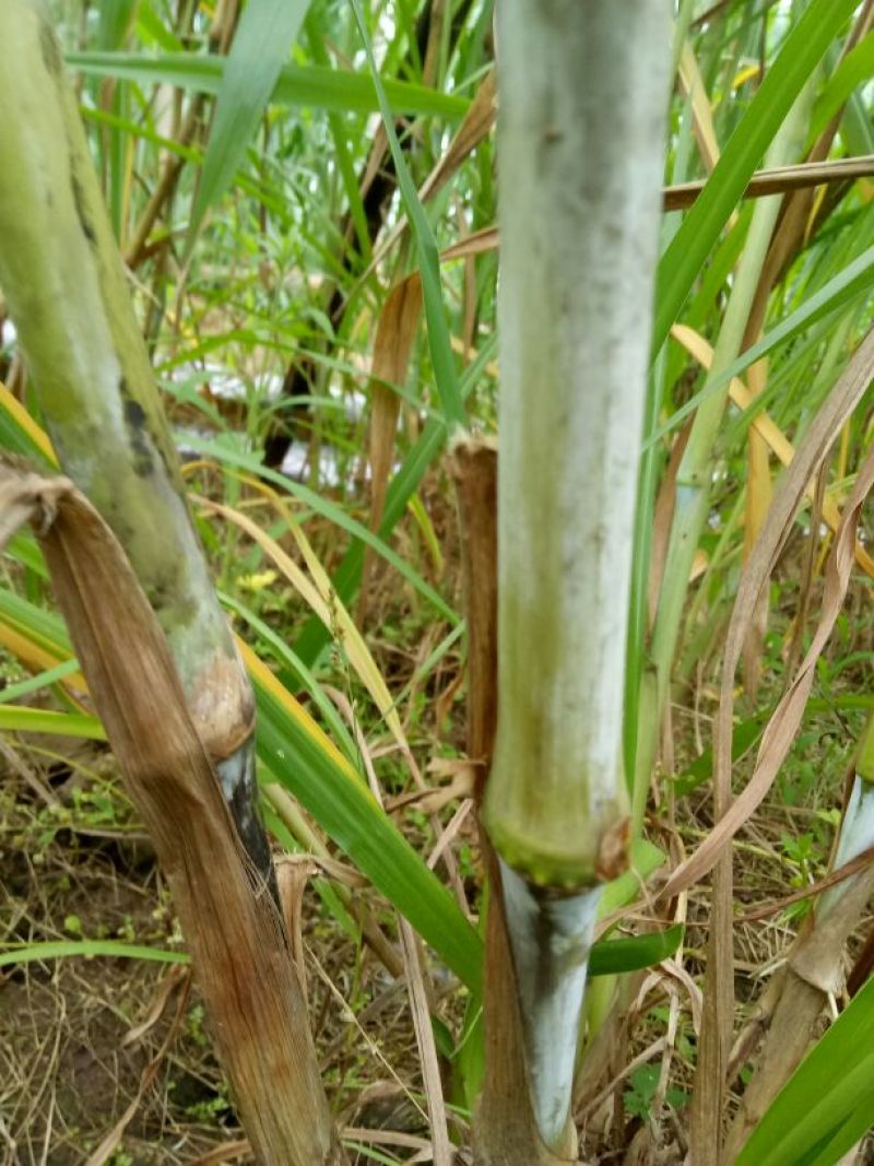 甜像草种苗