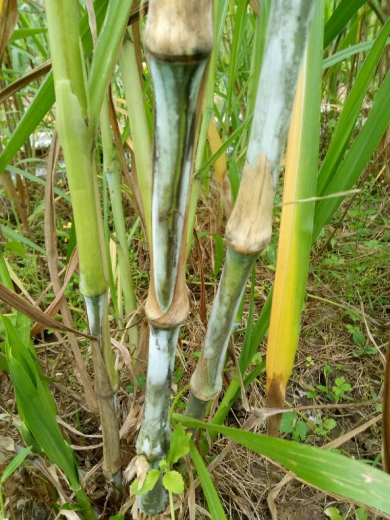 甜像草种苗