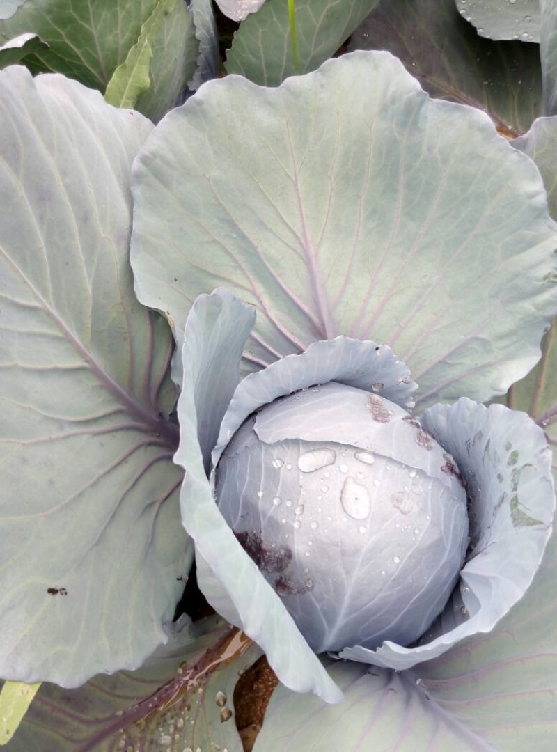 白粉精品紫甘兰已大量上市