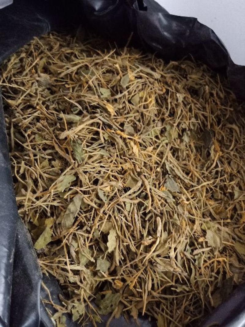金银花杀青货量大交药厂用的含量高是搞提取用的