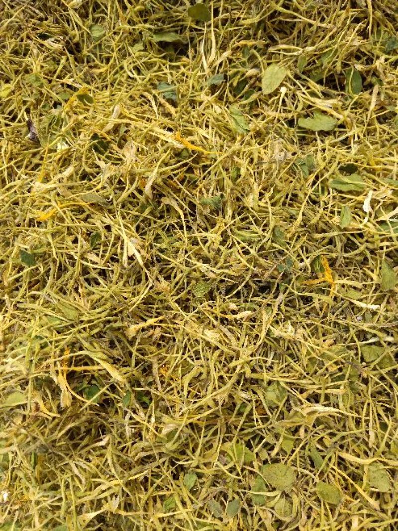 金银花杀青货量大交药厂用的含量高是搞提取用的