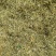 金银花杀青货量大交药厂用的含量高是搞提取用的
