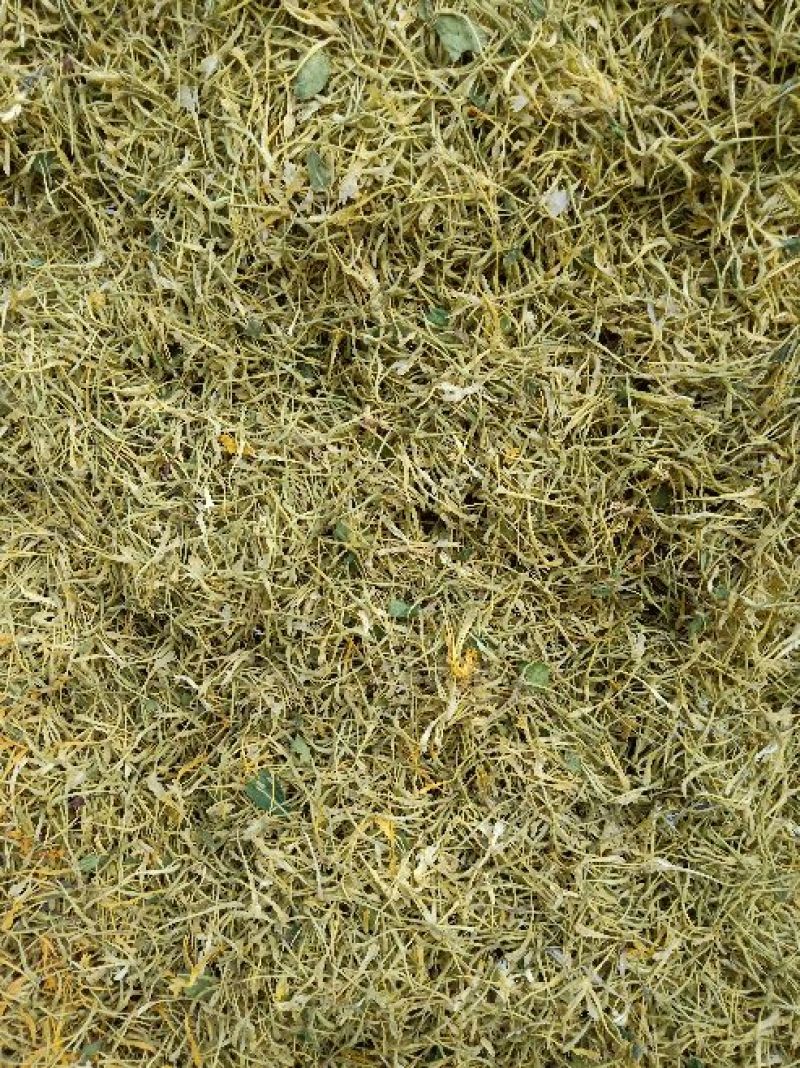 金银花杀青货量大交药厂用的含量高是搞提取用的