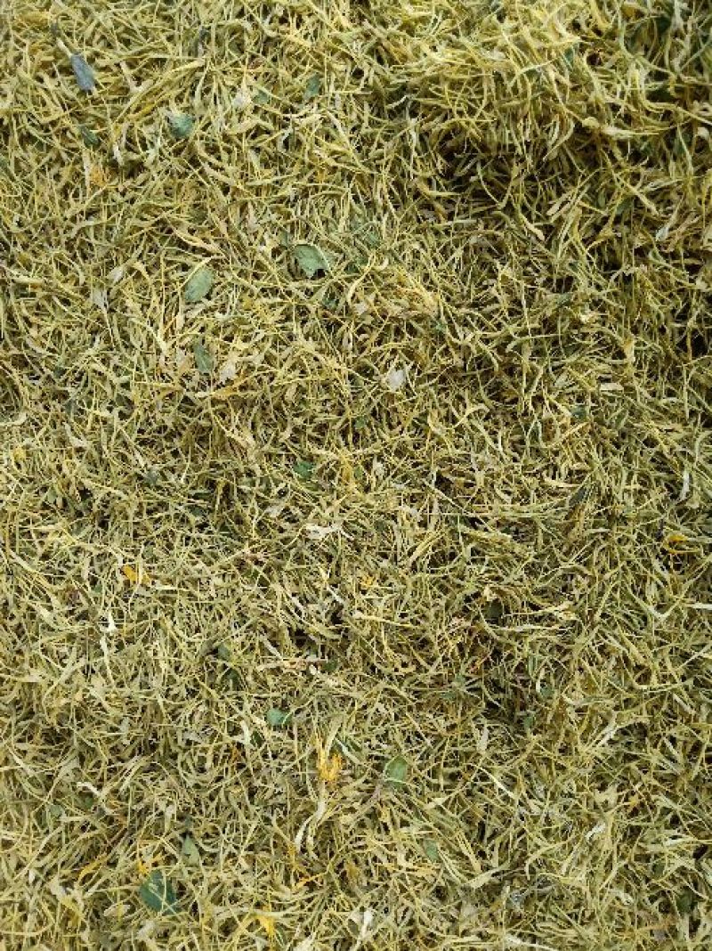 金银花杀青货量大交药厂用的含量高是搞提取用的