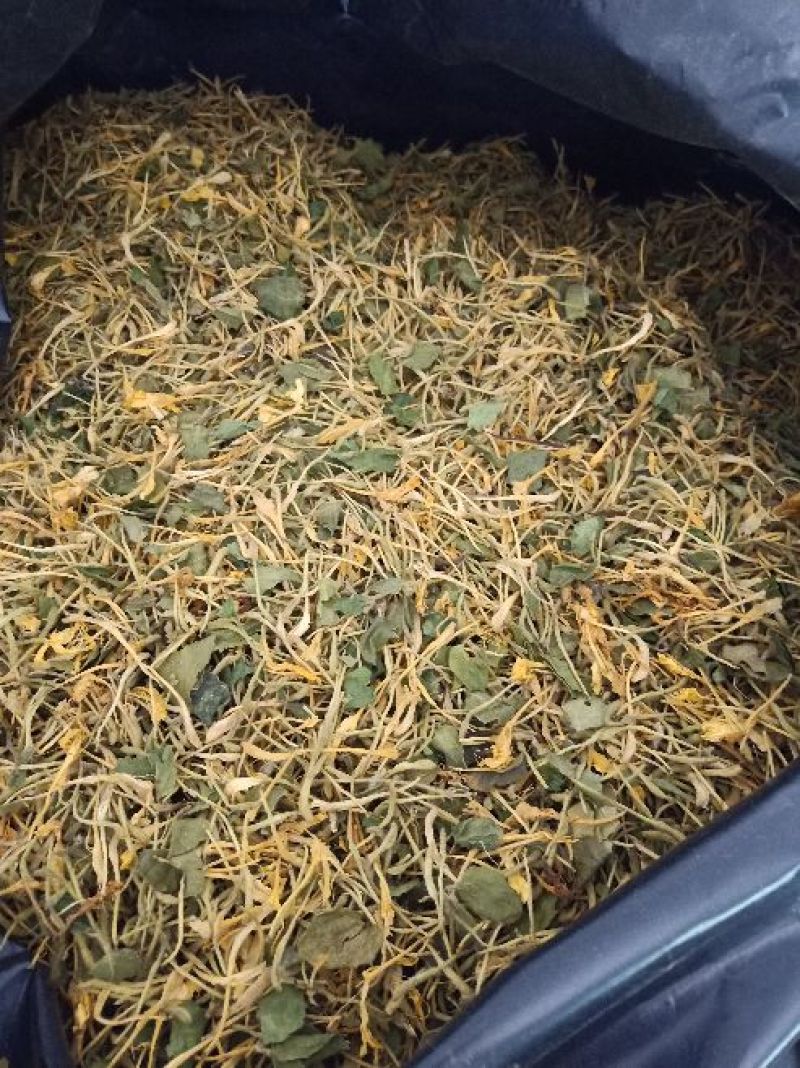 金银花杀青货量大交药厂用的含量高是搞提取用的