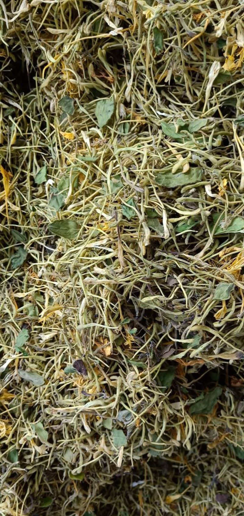 金银花杀青货量大交药厂用的含量高是搞提取用的