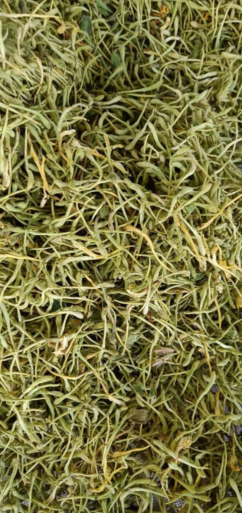 金银花杀青货量大交药厂用的含量高是搞提取用的