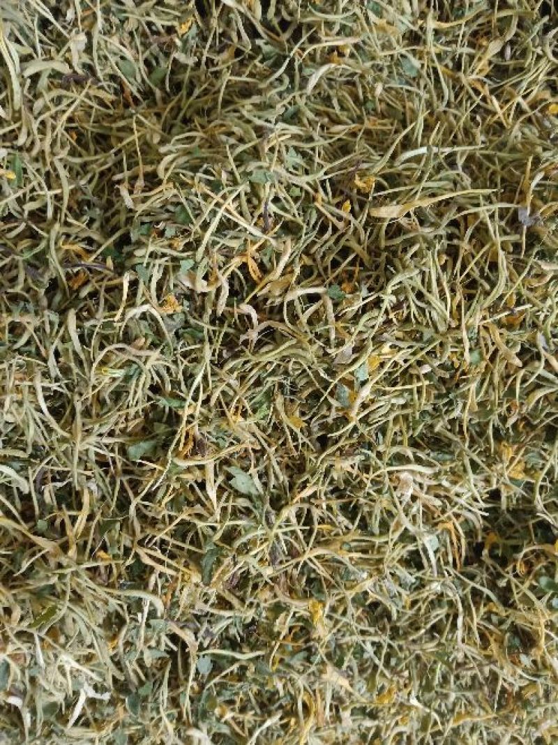 金银花杀青货量大交药厂用的含量高是搞提取用的