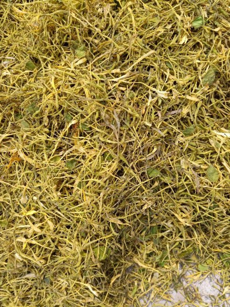 金银花杀青货量大交药厂用的含量高是搞提取用的