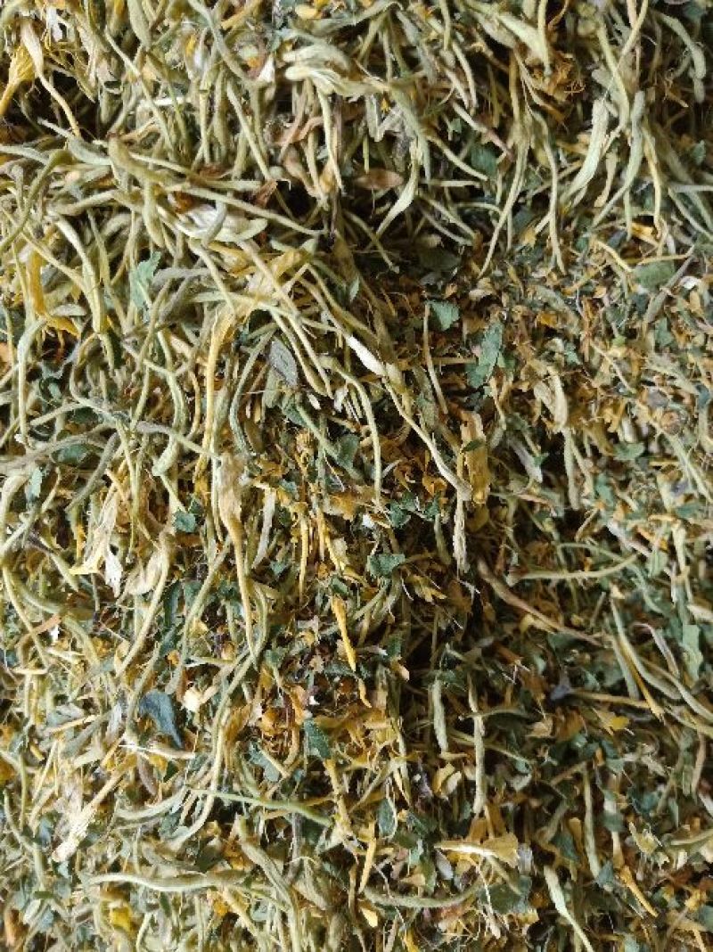 金银花杀青货量大交药厂用的含量高是搞提取用的