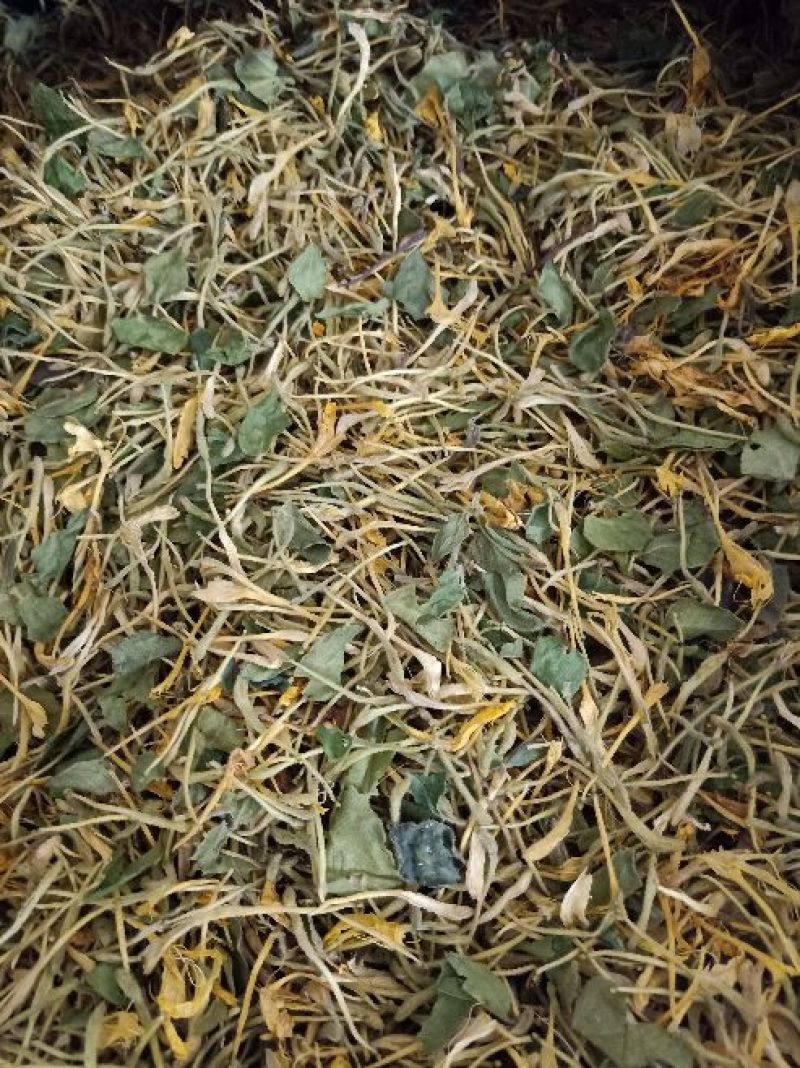 金银花杀青货量大交药厂用的含量高是搞提取用的
