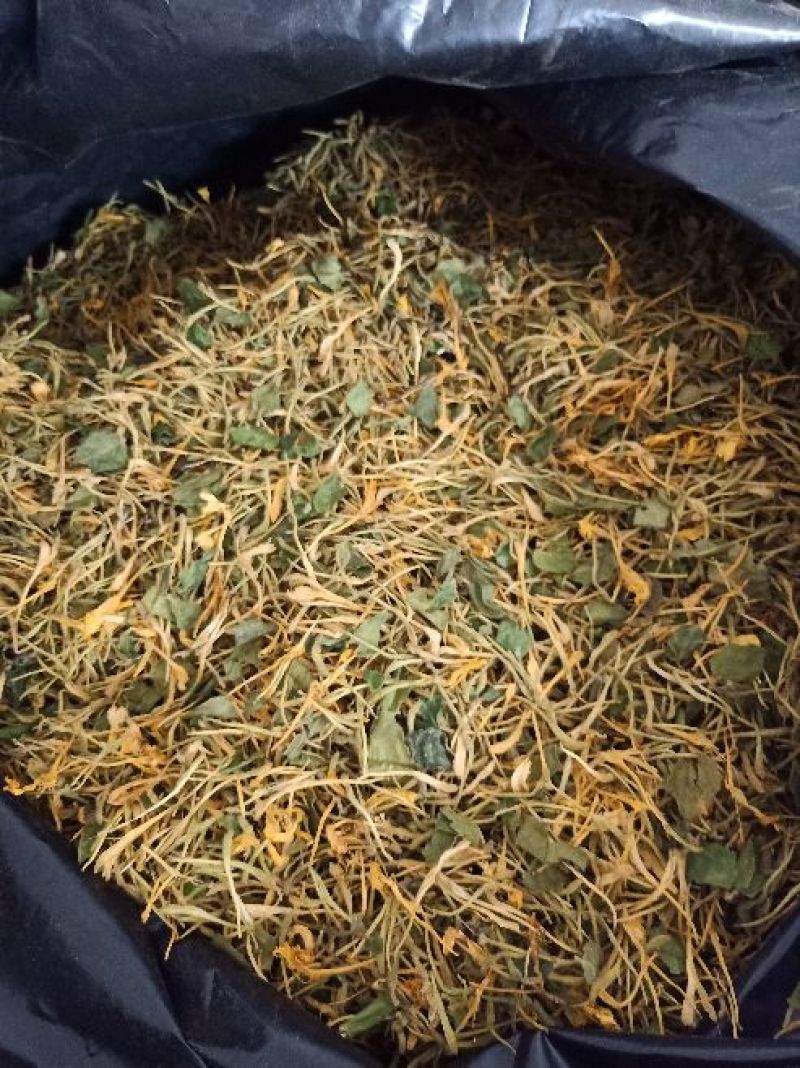 金银花杀青货量大交药厂用的含量高是搞提取用的