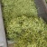 金银花杀青货量大交药厂用的含量高是搞提取用的