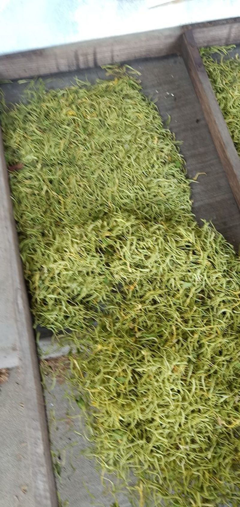 金银花杀青货量大交药厂用的含量高是搞提取用的