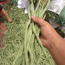 无丝豆20公分以上精品产地直发，一手货源