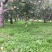 蒲公英籽