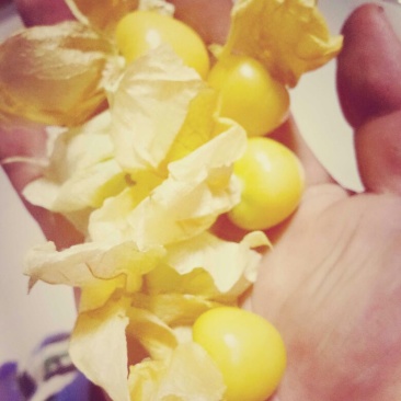黄菇娘灯笼果姑娘果统压个