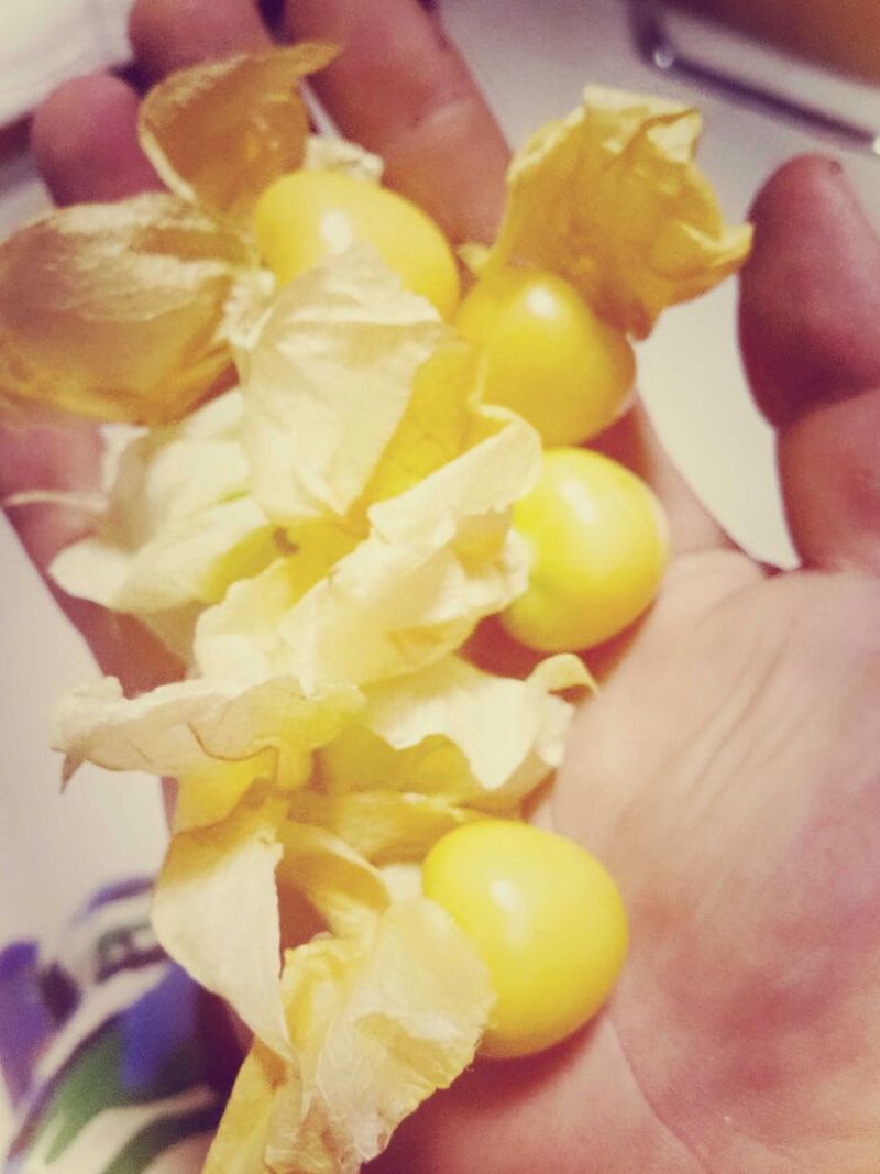 黄菇娘灯笼果姑娘果统压个