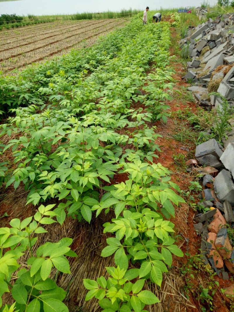 江西樟树中花吴茱萸苗