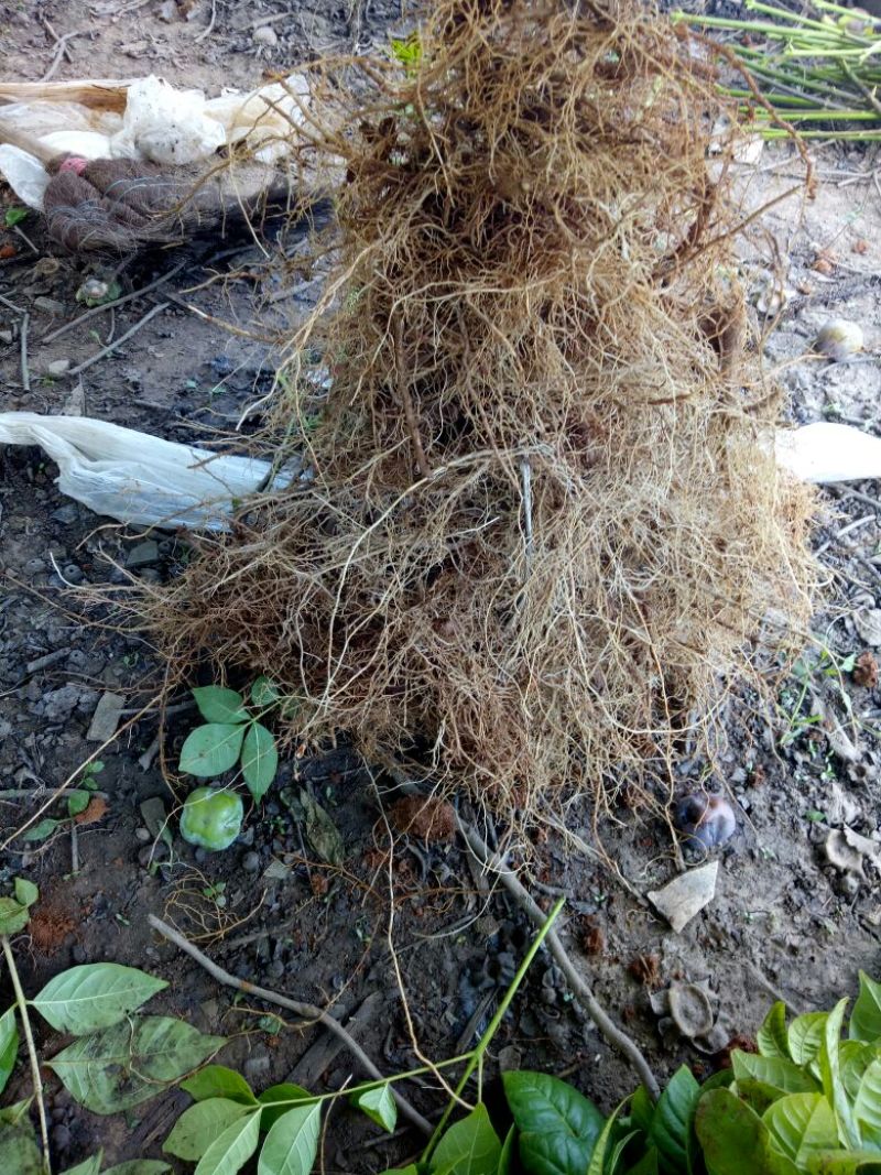 江西樟树中花吴茱萸苗