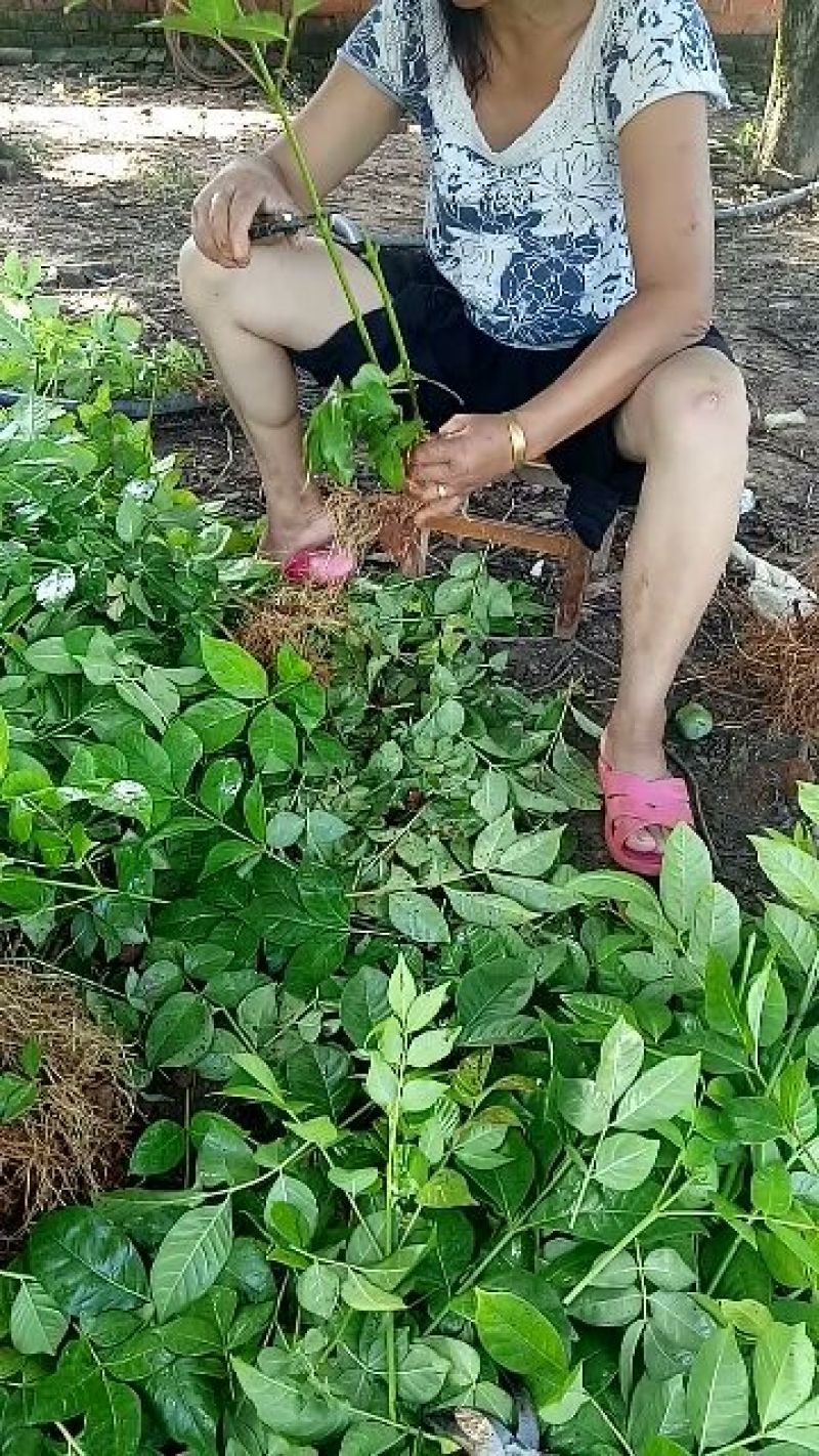 江西樟树中花吴茱萸苗