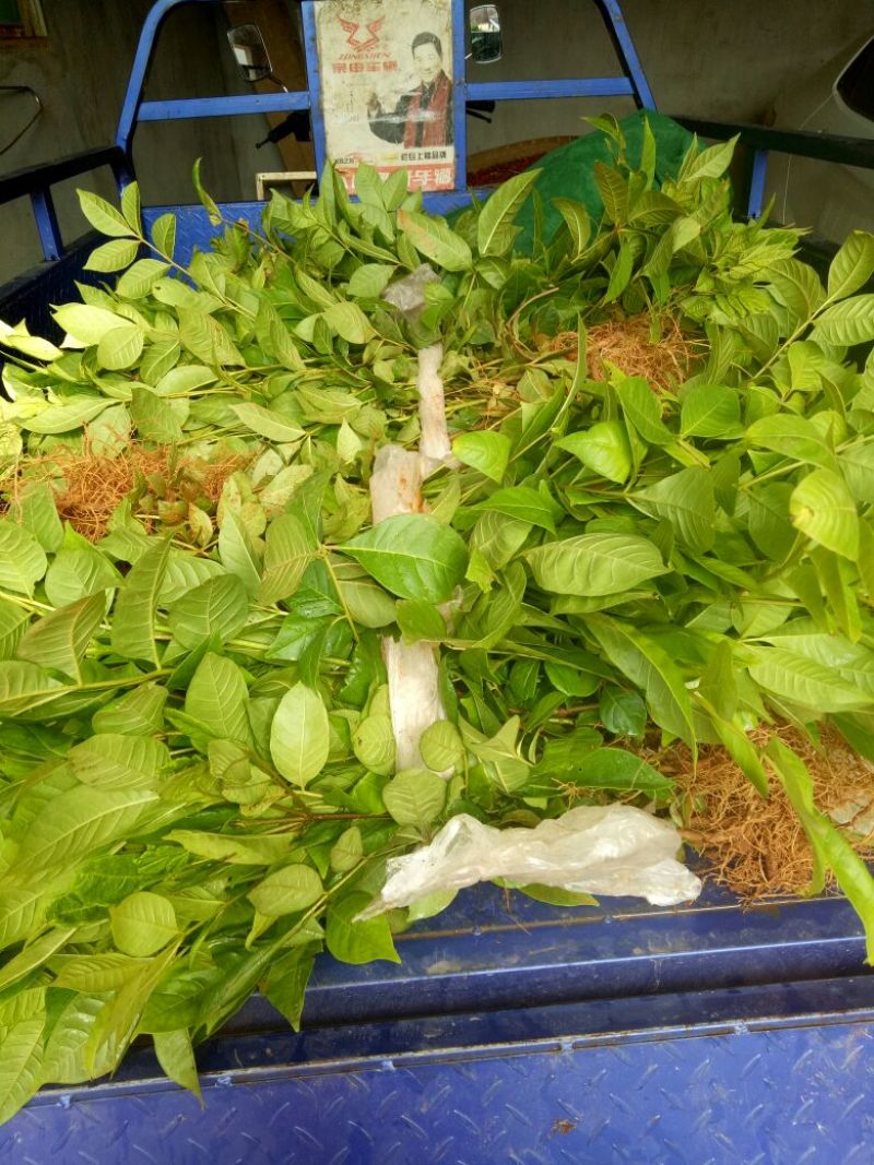 江西樟树中花吴茱萸苗