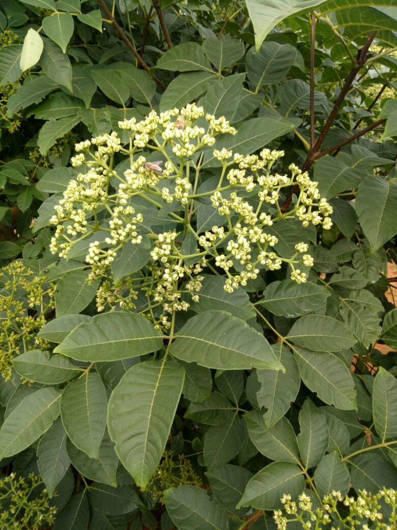 江西樟树中花吴茱萸苗