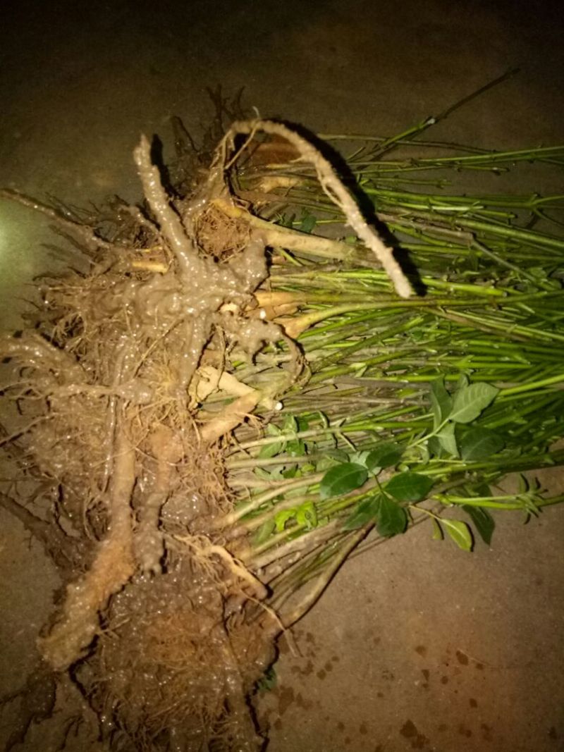 江西樟树中花吴茱萸苗