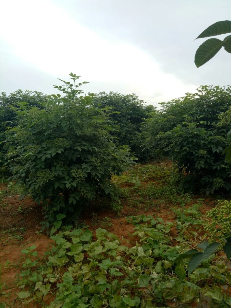 江西樟树中花吴茱萸苗