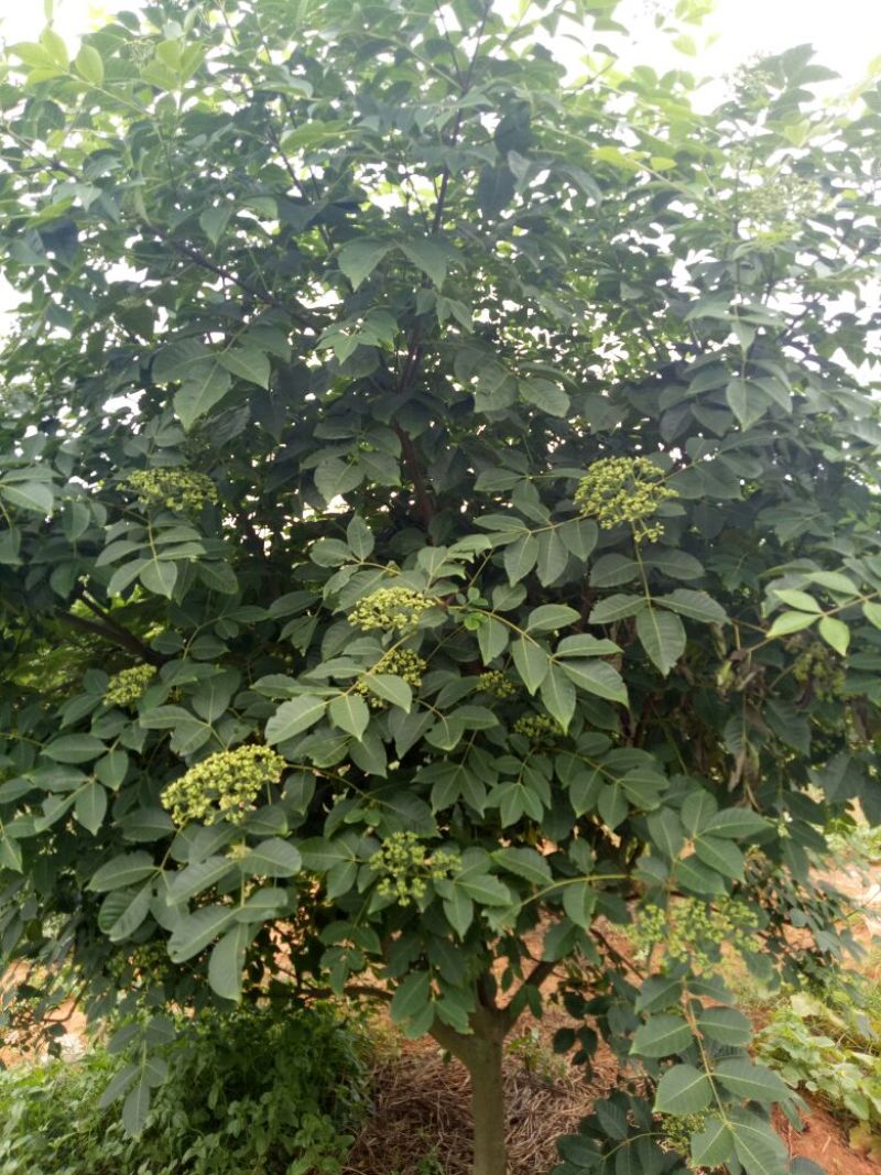 江西樟树中花吴茱萸苗