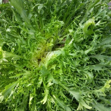 大白菜散花散叶生苦菊绿花各种蔬菜
