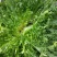 大白菜散花散叶生苦菊绿花各种蔬菜