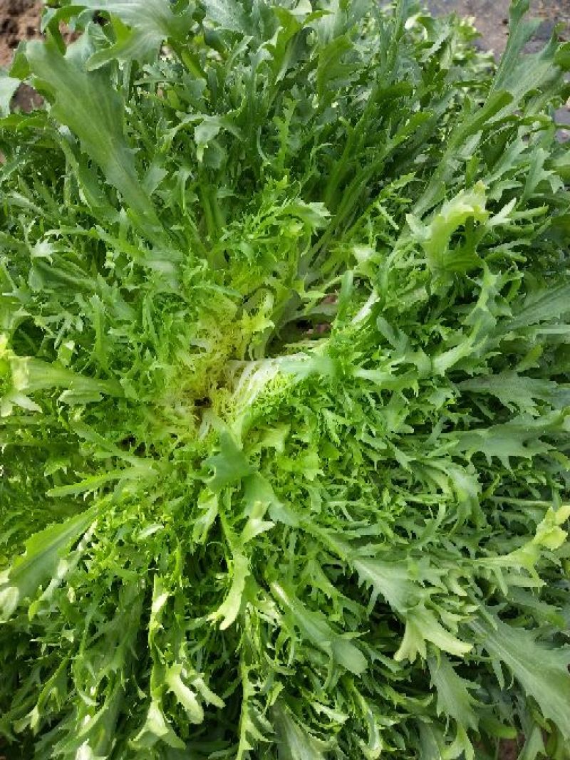 大白菜散花散叶生苦菊绿花各种蔬菜