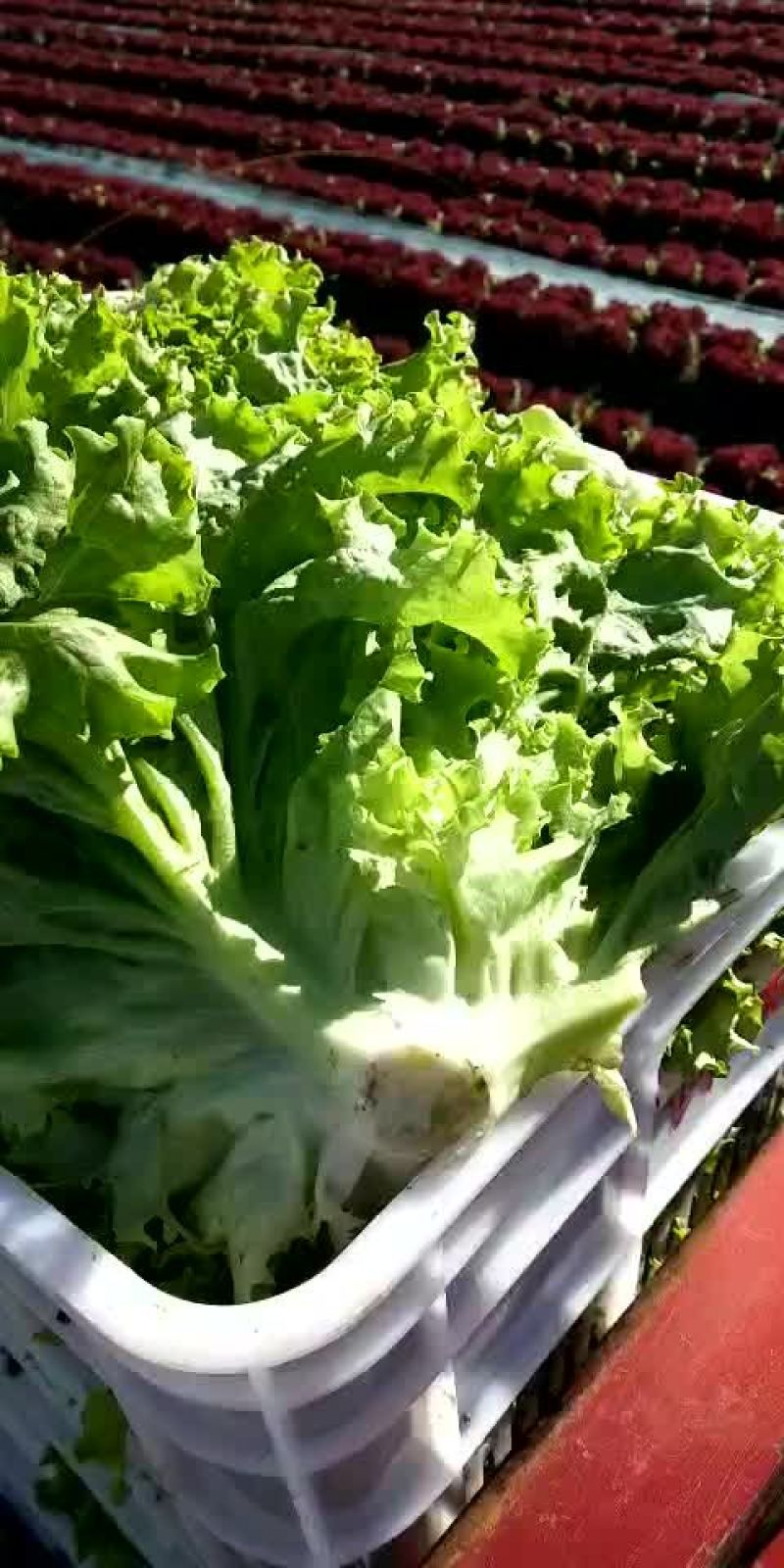 大白菜散花散叶生苦菊绿花各种蔬菜