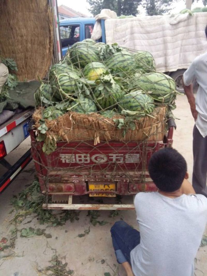 冠龙西瓜