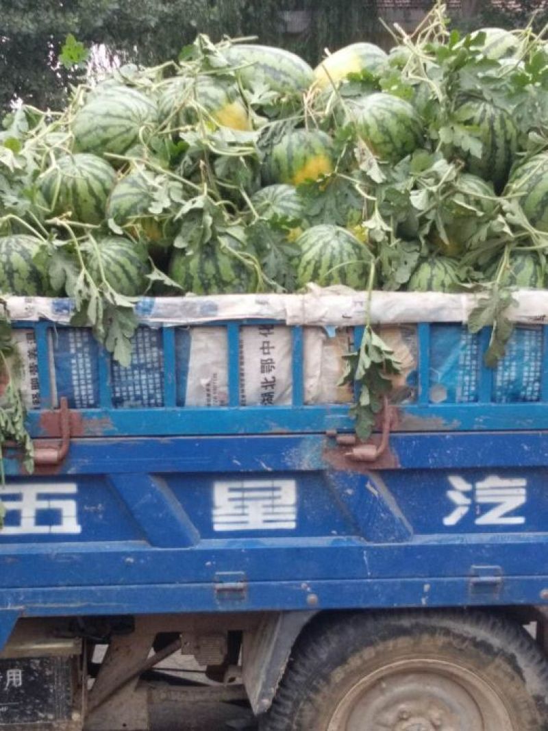 冠龙西瓜