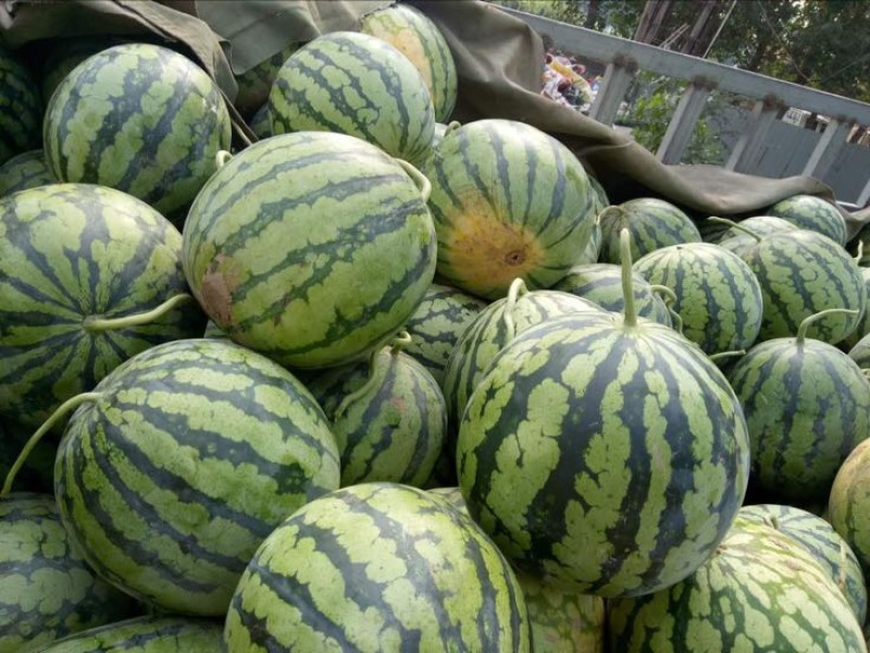 周口扶沟美都西瓜头茬瓜7斤打底