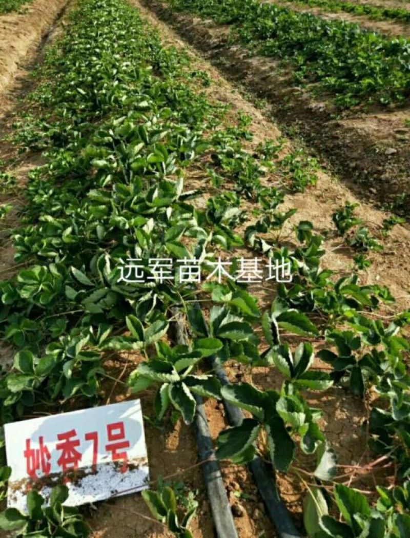 妙香七号草莓穴盘苗红颜穴盘草莓苗包成活假一赔十