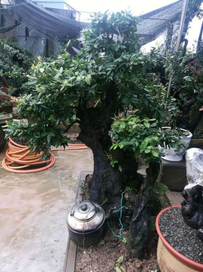 金弹子精品靓货