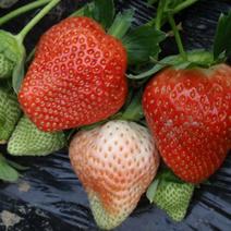 甜查理草莓苗抗病的草莓品种包成活现挖现卖基地直销