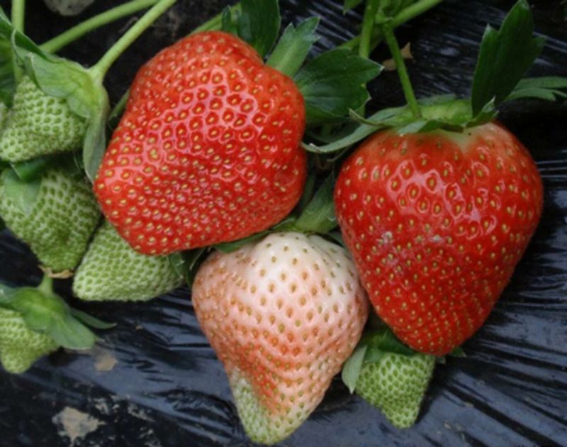 甜查理草莓苗抗病的草莓品种包成活现挖现卖基地直销