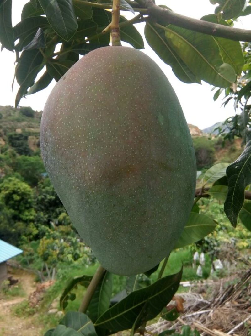 攀枝花凯特芒果