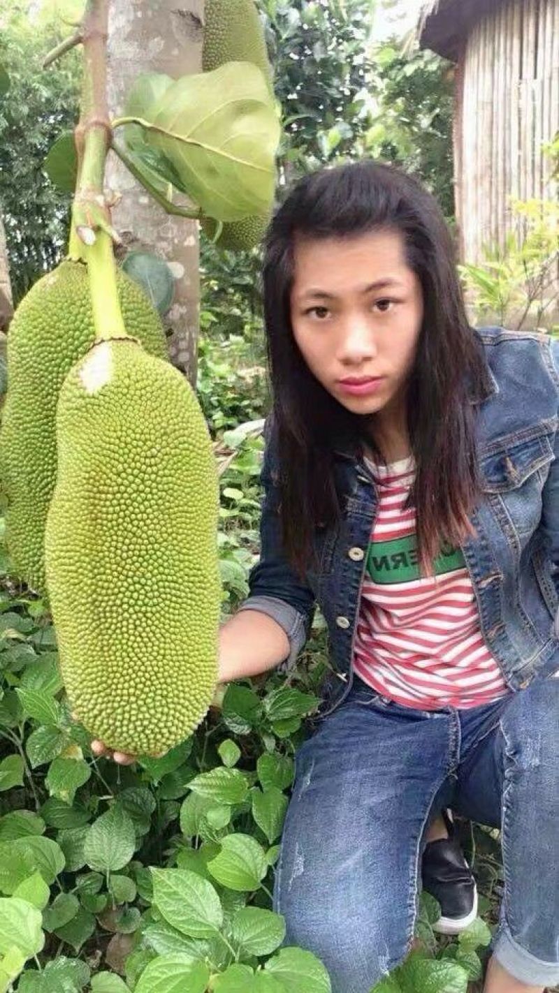海南菠萝蜜