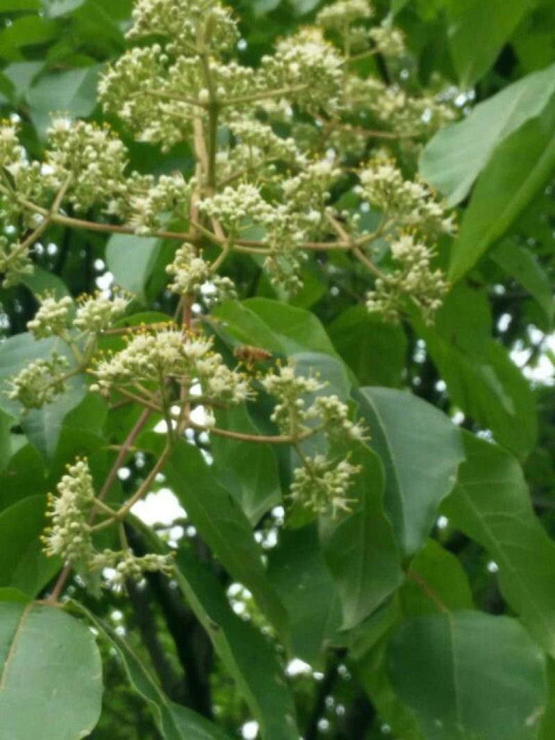 土蜂蜜