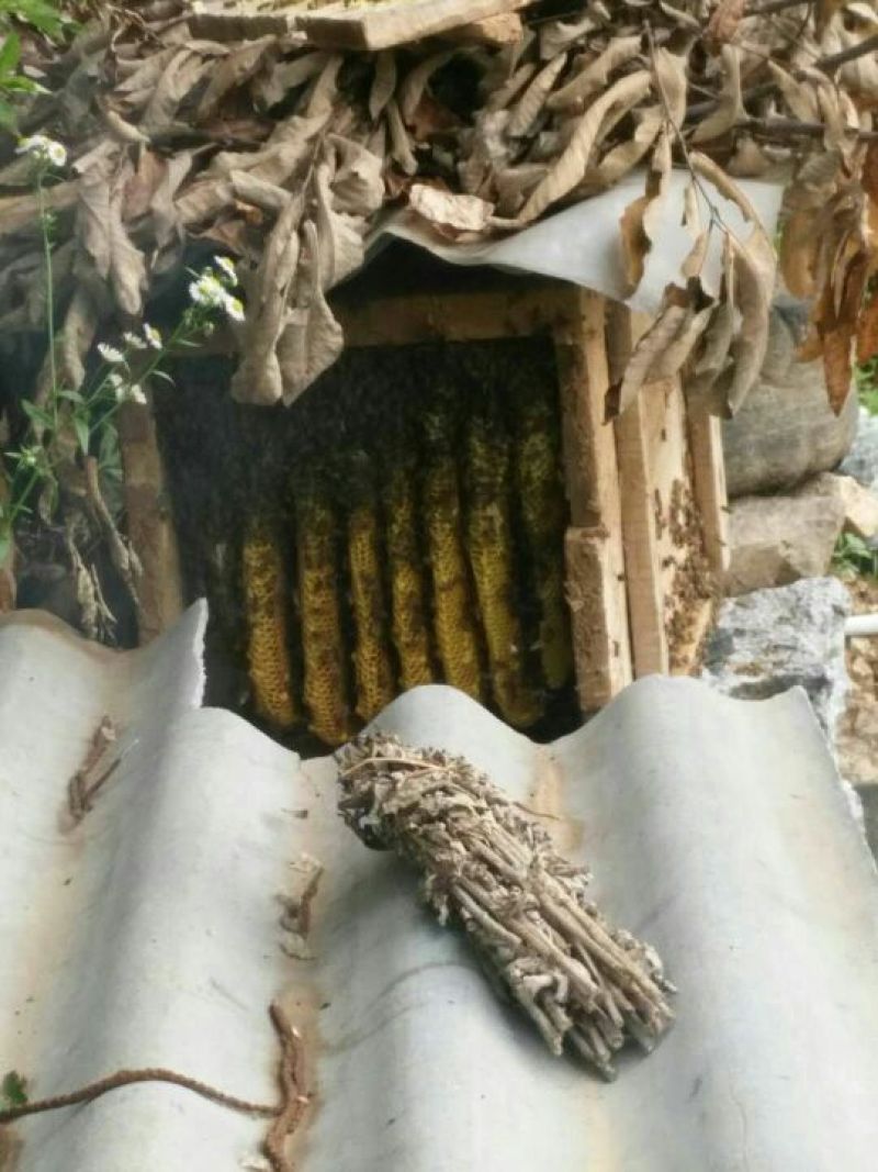 土蜂蜜