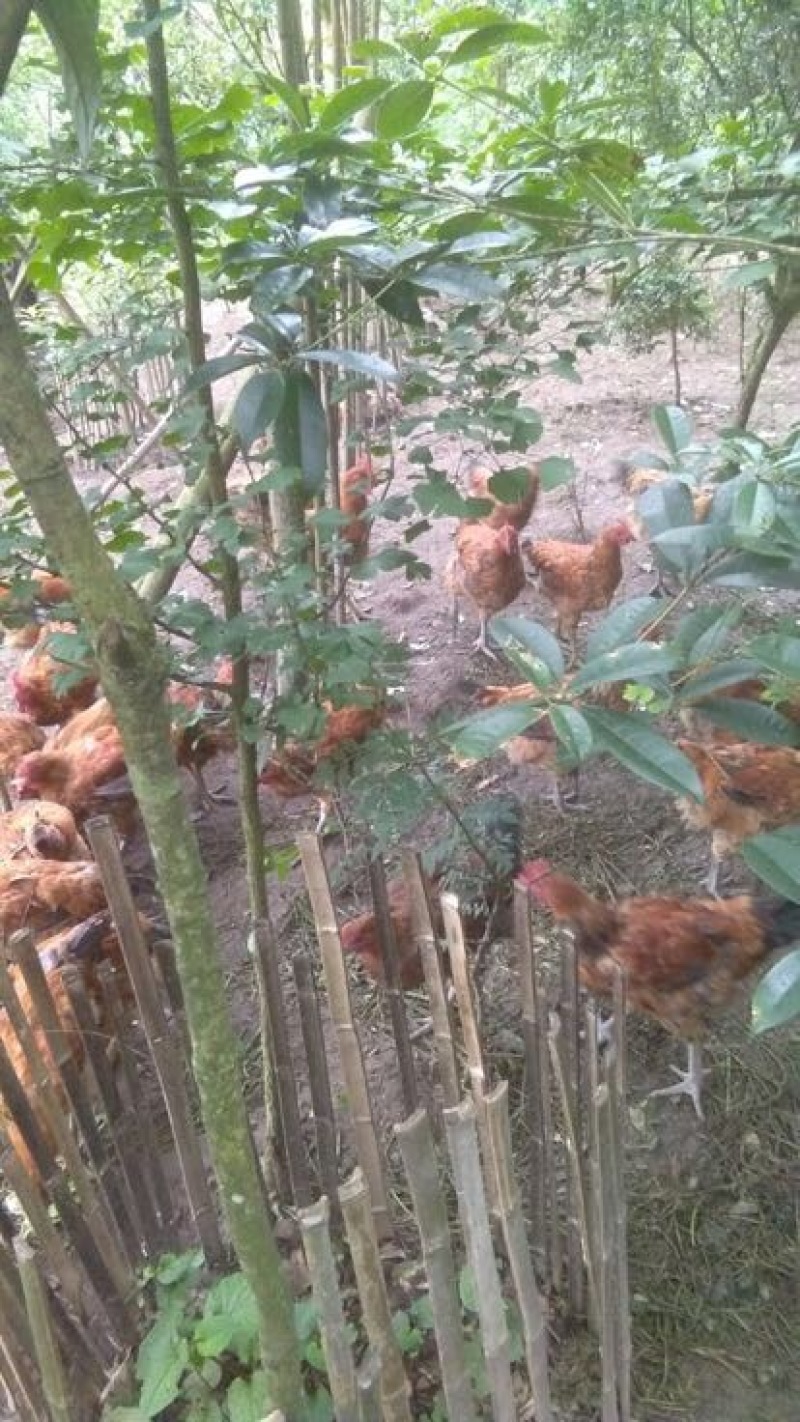 土鸡6~9月