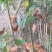 土鸡6~9月